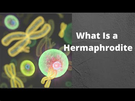 hermaphrodite videos